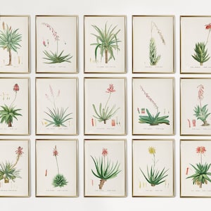 Vintage Aloe Gallery Wall Set of 15, French Cactus Botanical Print Set, Aloe Print, Aloe Vera Wall Art, Desert Home Decor CS02