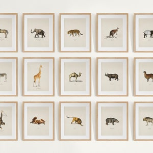 Ensemble mural de galerie d'animaux Safari de 15, impressions d'art de chambre d'enfant Safari, peinture animalière vintage, art mural animal, impressions d'animaux de la forêt