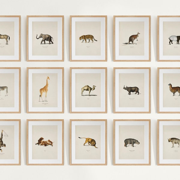 Safari Animal Gallery Wall Set of 15, Safari Nursery Art Prints, Vintage Animal Painting,  Animal Wall Art, Forest Animal Prints