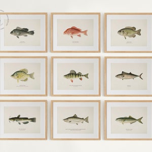 Vintage Fish Gallery Wall Set of 10, Fish Prints, Fish Painting, Coastal Decor, Fish Illustrations, Fish Poster, Fishes of North America F01