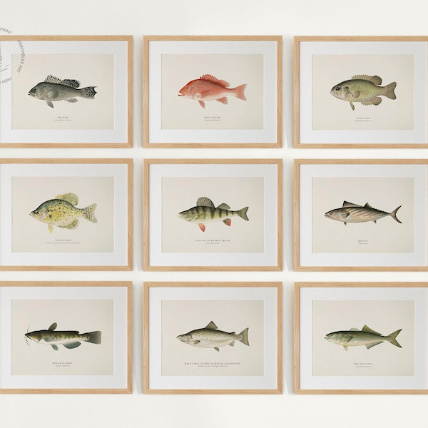 Vintage Fish Gallery Wall Set de 10, Impresiones de peces, Pintura de peces, Decoración costera, Ilustraciones de peces, Cartel de peces, Peces de América del Norte F01