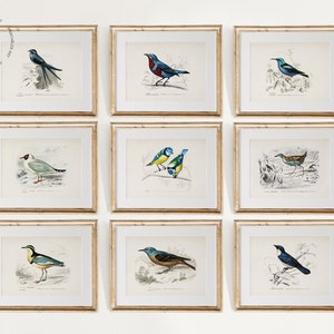 Set of 9 Vintage Birds Prints, Blue Birds Print, Different Types of Birds Prints, Audubon Bird Prints, Bird Wall Art, B902