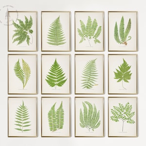 Conjunto de 12 quadros de parede com galeria de samambaias vintage, conjunto de estampas botânicas de samambaias, arte de parede de samambaias, pôster de samambaia, folha de samambaia, folhas de samambaia, decoração de parede de samambaia FB01