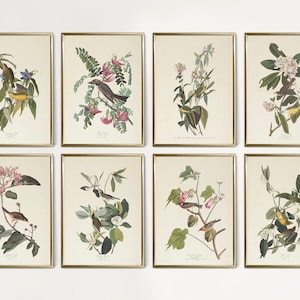 Set of 8 Vintage Birds Prints, Vintage Birds Painting, Botanical Prints, Audubon Bird Prints, Birds of America Wall Art, Spring Decor BB02