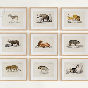 Safari dierengalerij muur set van 9, safari kinderkamer kunstprints, vintage dierenschilderij, dieren muurkunst, dierenprints bos