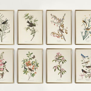 Set of 8 Vintage Birds Prints, Vintage Birds Painting, Botanical Prints, Audubon Bird Prints, Birds of America Wall Art, Spring Decor BB01