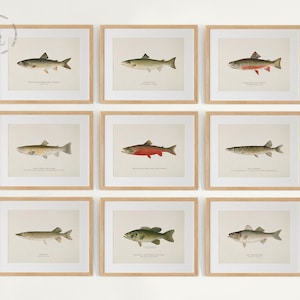 Vintage Fish Gallery Wall Set of 10, Fish Prints, Fish Painting, Coastal Decor, Fish Illustrations, Fish Poster, Fishes of North America F02