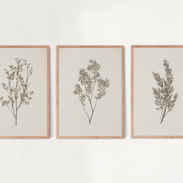 Set of 3 Vintage Botanical Prints, Vintage Neutral Botanical prints, Antique Botanical Prints, Rustic Botanical wall Art