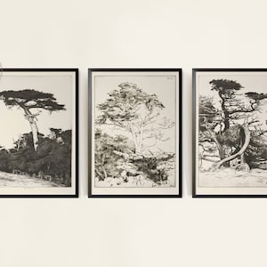 Vintage Rustic Tree Gallery wall Set of 3, Vintage Tree Sketches, Antique Tree Etching Prints, Set of Four Rustic Tree Wall Art, Pine Prints