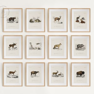 Juego de 12 impresiones de arte de pared con diseño de animales del bosque, cuadros de animales vintage, arte de pared con animales, impresiones de animales del bosque, V01