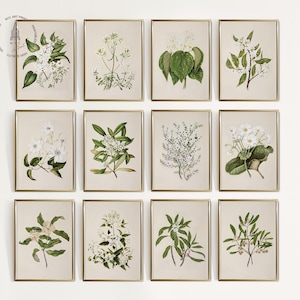 Antikes Pflanzen-Galeriewand-Set mit 12 Motiven, Vintage-Botanikdrucke in neutralen Grün- und Cremetönen, Poster mit grünen Blumen