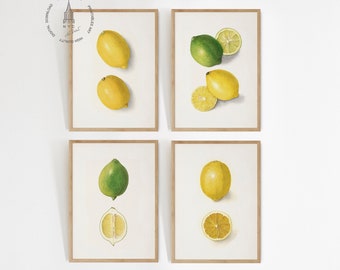 Conjunto de 4 impressões de limão, pintura de frutas, impressões de frutas antigas, decoração de cozinha, arte de parede de cozinha, impressão vintage de frutas cítricas