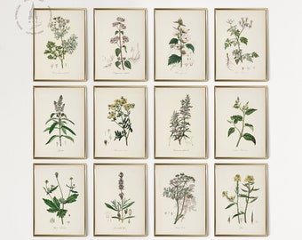 May include: Twelve framed botanical prints featuring various types of flowers and plants. The prints are in a vintage style with a cream background and black outlines. The frames are gold.
