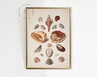 Stampa artistica vintage di conchiglie, stampa di conchiglie, dipinto di conchiglie, decorazioni costiere, decorazioni per case al mare, arte con conchiglie