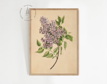 May include: A vintage botanical illustration of a lilac flower with purple blossoms and green leaves. The illustration is printed on a cream-colored paper and framed in a light wood frame.