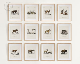 May include: A set of 12 framed prints featuring vintage illustrations of various animals, including a bear, moose, deer, and a bison. The prints are in a light brown frame with a white mat.