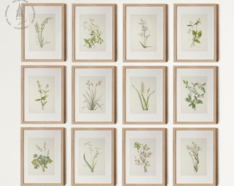 Vintage Botanical Prints Gallery Wall Set of 12, Vintage Neutral Botanical prints, Antique Botanical Art, White and Cream Flower Tones 01