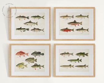 Set of Fish Illustrations, Vintage Fish Gallery Wall Set of 4, Fish Prints, Fish Painting, Fish Poster, Fishes of North America