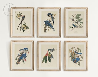 Set van 6 vintage vogels prints, blauwe vogels print, vintage vogels schilderen, botanische prints, Audubon vogel prints, vogels van Amerika kunst aan de muur