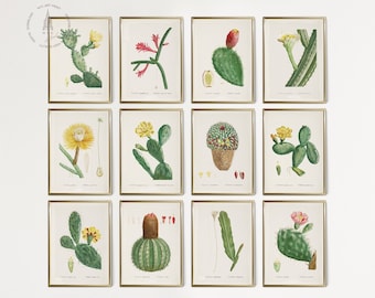 Vintage Kaktus Galerie Wand Set von 12, Franzsischer Kaktus Botanischer  Druck Set, Kaktus Druck, Kaktus Wandkunst, Wste Wohnkultur CS01 - Etsy  Schweiz