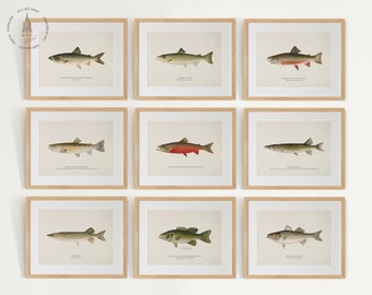 Vintage Fish Gallery Wall Set of 10, Fish Prints, Fish Painting, Coastal Decor, Fish Illustrations, Fish Poster, Fishes of North America F02