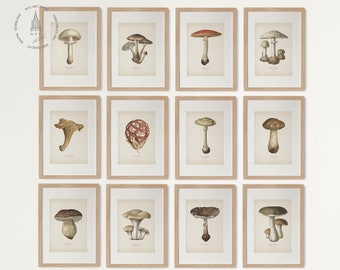 Vintage Mushroom Gallery Wall Set of 12, Mushroom Prints, Mushroom Decor, Mushrooms Illustrations, Country Kitchen Farmhouse Decor 01