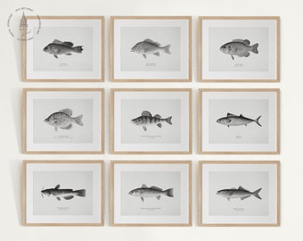 Vintage Black and White Fish Gallery Wall Set of 10, Fish Prints, Fish Painting, Coastal Decor, Fish Illustrations, Fishes of North America