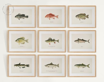 Vintage Fish Gallery Wall Set of 10, Fish Prints, Fish Painting, Coastal Decor, Fish Illustrations, Fish Poster, Fishes of North America F01