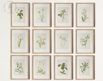 Vintage Botanical Prints Gallery Wall Set of 12, Vintage Neutral Botanical Prints, Antique Botanical Art, White and Cream Flower Tones 02