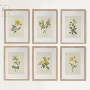 Set of 6 Vintage Botanical, Botanical Prints, Vintage Floral Prints, French Country Farmhouse Prints, Yellow Floral, Pierre Joseph Redoute