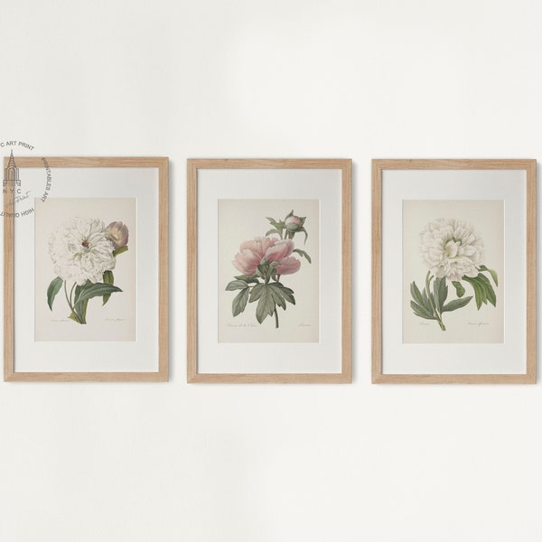 Peony Print Set of 3, Peony Wall Decor, Vintage Botanical Peony Flower Print, Bedroom Wall Decor, Pink Flower Print, Peony Painting