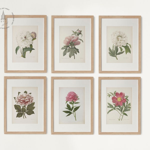 Peony Print Set of 6, Peony Wall Decor, Vintage Botanical Peony Flower Print, Minimalist Print, Bedroom Wall Decor, Pink Flower Print