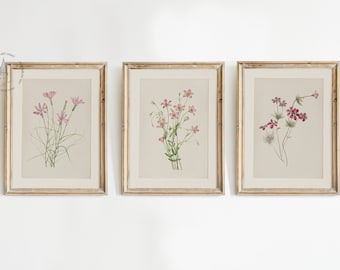 Set of 3 Vintage Botanical Prints, Pink Floral Poster, Botanical prints, Antique Botanical Prints, Vintage Flower Prints