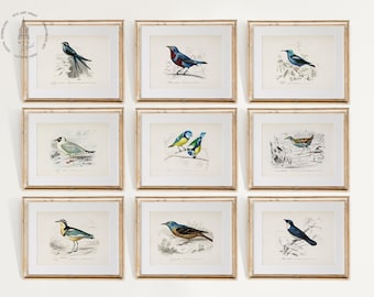 Set of 9 Vintage Birds Prints, Blue Birds Print, Different Types of Birds Prints, Audubon Bird Prints, Bird Wall Art, B902