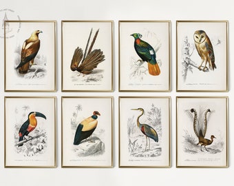 Set of 8 Vintage Birds Prints, Vintage Birds Painting, Different Types of Birds Prints, Audubon Bird Prints, Bird Wall Art, B02