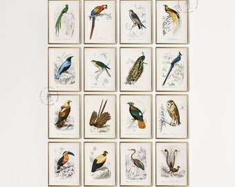 Set of 16 Vintage Birds Prints, Vintage Birds Painting, Different Types of Birds Prints, Audubon Bird Prints, Bird Wall Art