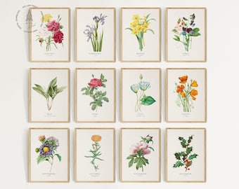 Lot de 12 impressions vintage de fleurs du mois de naissance, fleurs de naissance imprimables, art mural botanique, peinture du mois de naissance, art floral du mois de naissance BF01
