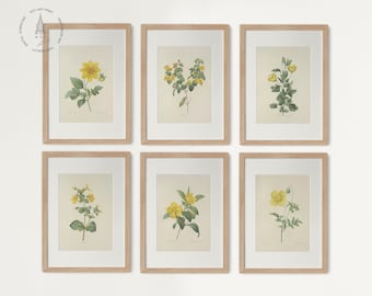 Set di 6 stampe botaniche vintage, stampe botaniche, stampe floreali vintage, stampe di case coloniche francesi, stampe floreali gialle, Pierre Joseph Redoute