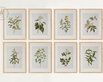 Vintage Botanical Prints Gallery wall Set of 8, Floral Poster, Botanical prints, Antique Botanical Prints, Rustic Botanical wall Art 01