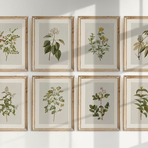 Vintage Botanical Prints Gallery Wall Set of 8 Floral Poster - Etsy
