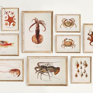 Vintage Sea Animal Gallery Wall Art Print Set of 9, Ocean Life Prints, Under The Sea Wall Art, Nautical Wall Decor, Ocean Nursery Wall decor