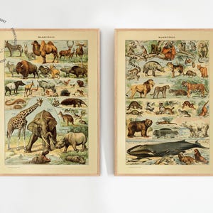 2er Set Vintage Tier Poster, Adolphe Millot Tierposter, Tierdruck, Wildtierplakat, Säugetiertierkunstdruck, Kinderzimmerdeko
