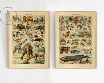 1922 Vintage Mammals Animal Poster. Small French Antique Animal
