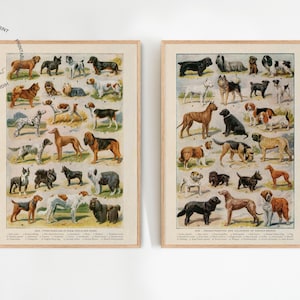 Set of 2 Vintage Dog Prints, Antique Dog Painting, Dog Wall Art, Rustic Animal Art, Dog Breeds Print, Dog Types Wall Art, Vintage Dog Poster