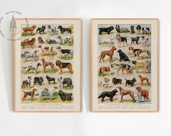 May include: Two framed vintage dog breed charts. Each chart features numerous dog illustrations with names below. The frames are light wood. The charts are on a white background. The top left corner of the left frame has the text "NYC ART PRINT".