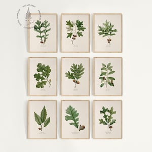 May include: Nine framed botanical prints featuring detailed illustrations of oak leaves and acorns in shades of green and brown. Each print is set against a cream-colored background with a light brown frame. The prints are arranged in a grid pattern.