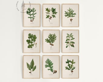 Set of 9 Oak Leaf Prints, Botanical Prints, Vintage Leaf Prints, Acorns Art, Neutral Printable Wall Art, Digital Download