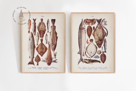 Set of 2 Vintage Fish Prints, Seafood Prints, Fish Art, Kitchen Wall Art, Fish Chart Prints, Fish Poster, Butcher Chart, Kitchen Decor