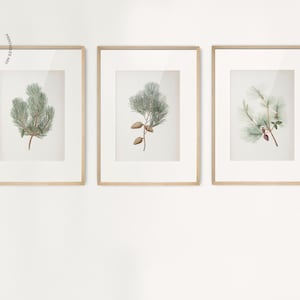 May include: Three framed botanical prints featuring detailed illustrations of pine branches with needles and cones. The prints are in light wood frames with white matting, creating a natural and elegant aesthetic. The artwork is displayed on a white wall.