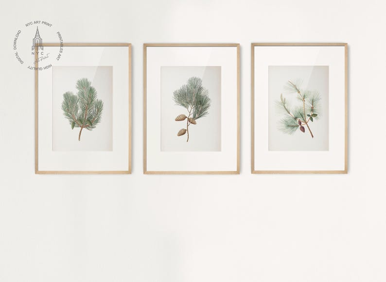 May include: Three framed botanical prints featuring detailed illustrations of pine branches with needles and cones. The prints are in light wood frames with white matting, creating a natural and elegant aesthetic. The artwork is displayed on a white wall.